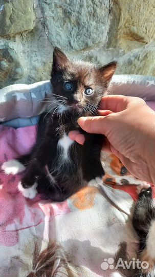 Котик и кошечка