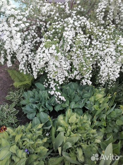 Многолетние цветы и кустарники