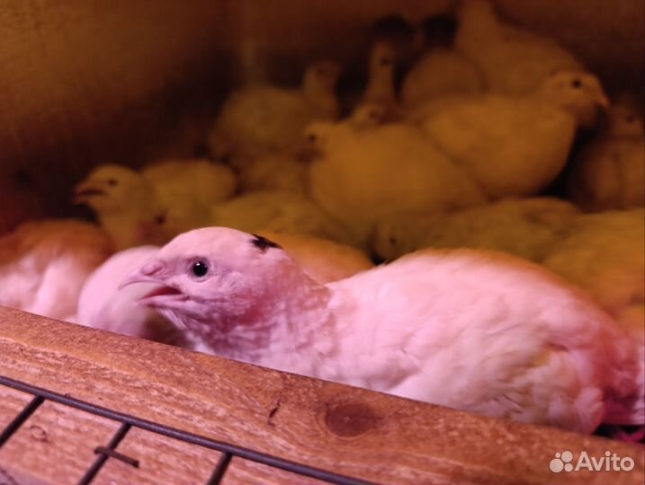 Перепел Радонежский несушки