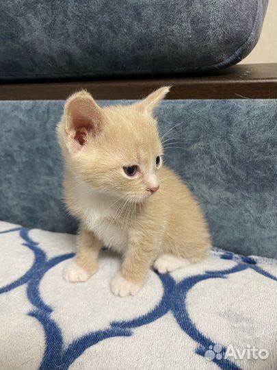 Котята бесплатно