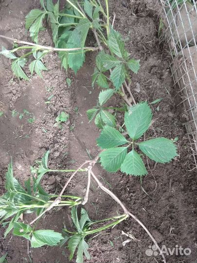 Девичий виноград, сукуленты (эхеверия, хавортия)