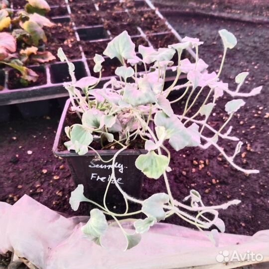 Дихондра серебристая