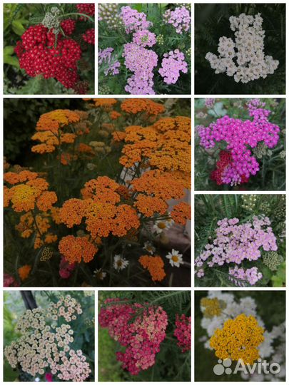 Тысячелистник