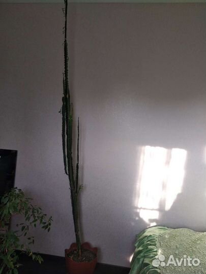 Молочай трехгранный, суккулент