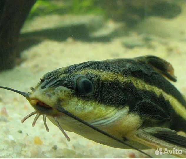 Аквариумные рыбки