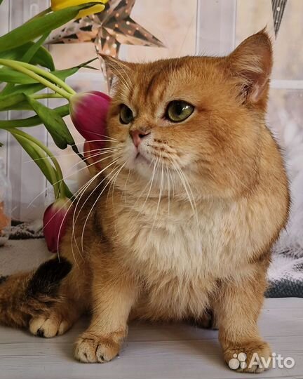 Британские котята