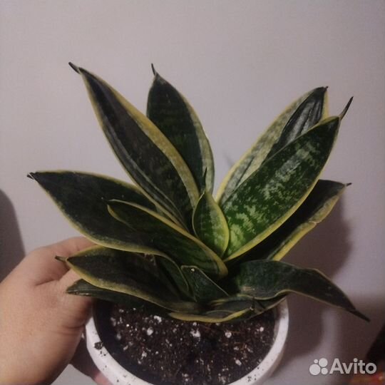 Сансевиерия сортовая