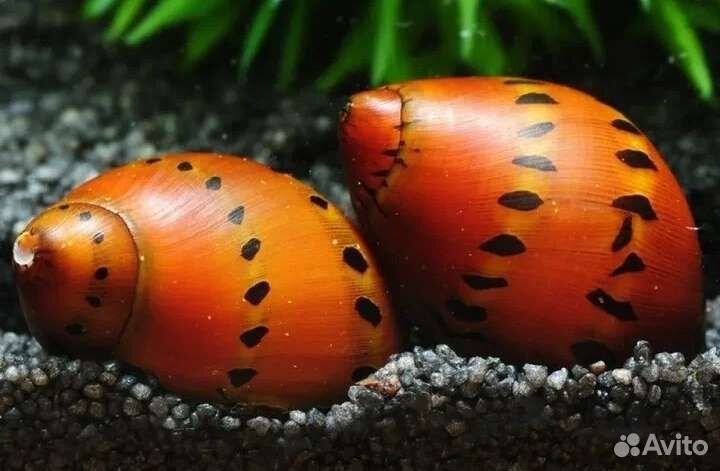 Улитки для аквариума