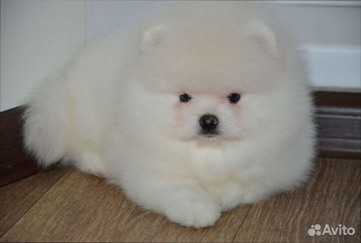 Померанский шпиц