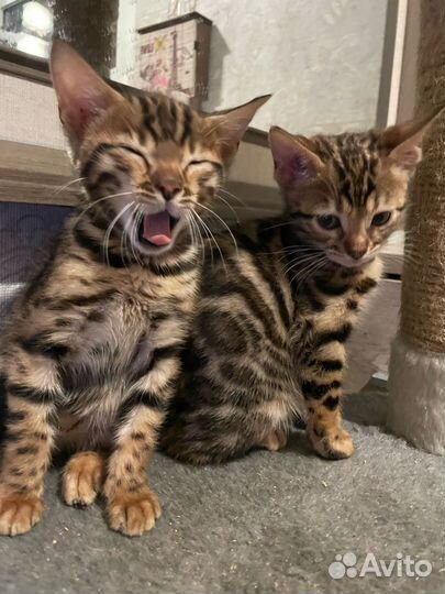 Бенгальская