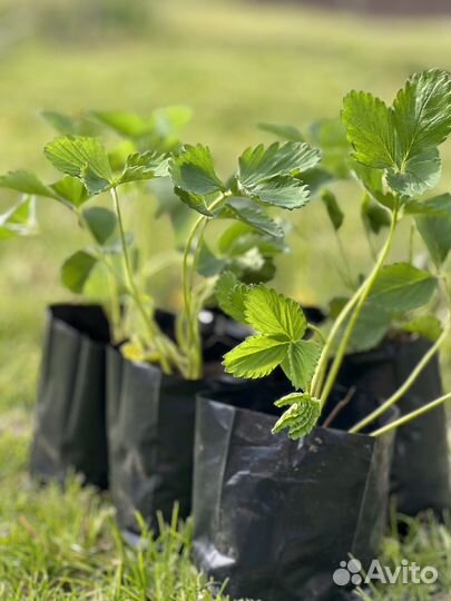 Клубника Camarosa рассада