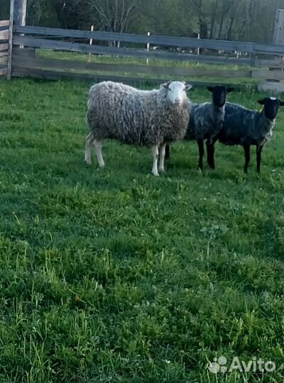 Баран на племя