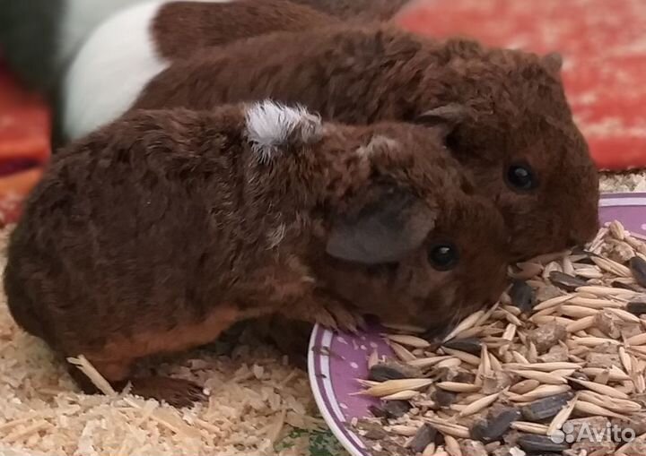 Морские свинки Элитные Тедди