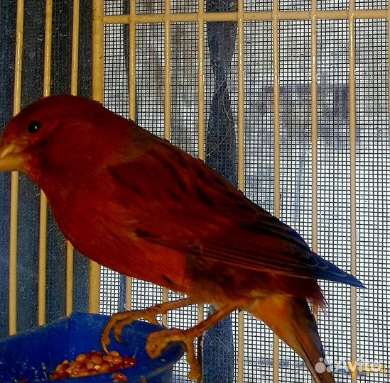 Кенара и канарейки