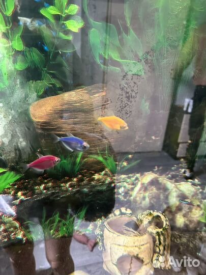 Продам рыб
