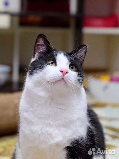 Кот в добрые руки