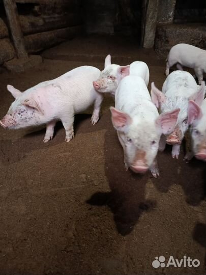 Поросенок помесь Дюрок с петреном