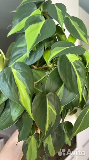 Филодендрон сканденс бразил