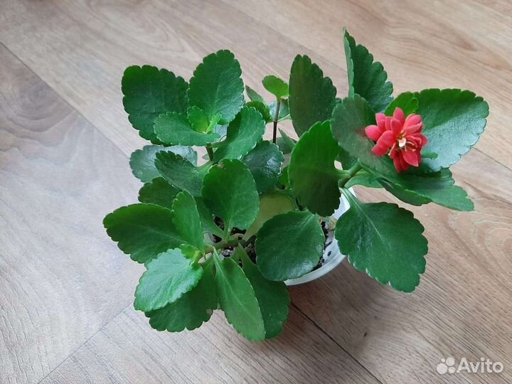 Каланхоэ