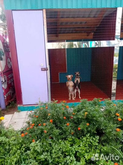 Передержка собак, кошек