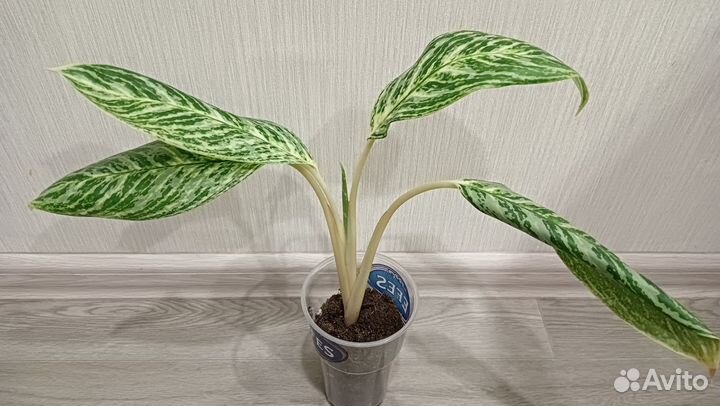 Аглаонема Голден Мадонна