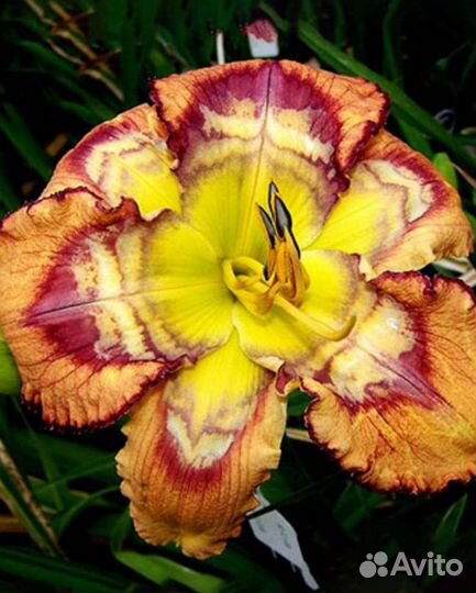 Лилейники калейдоскопные