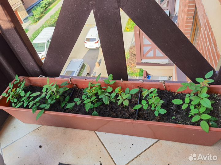 Роза комнатная домашняя