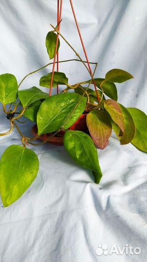 Хойи на срез и укорененные