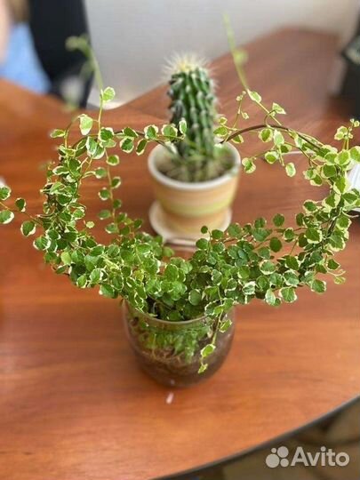 Пумила триколор вишес,Керли,Сноуфлэйк,Дуболистны