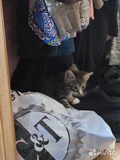 Кошка в дар бесплатно