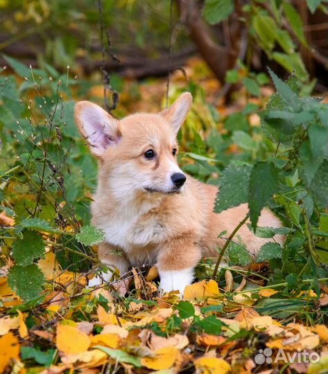 Щенки корги