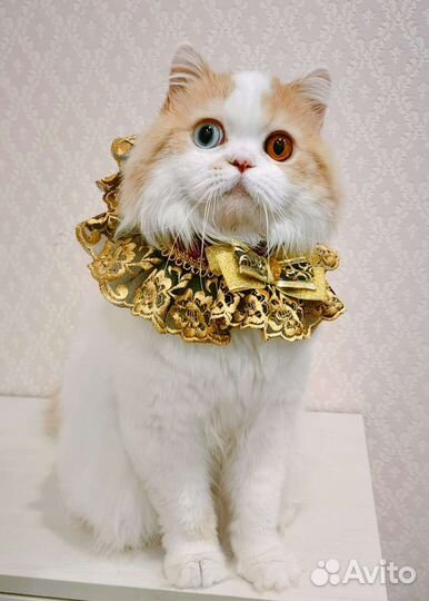 Разноглазый хайленд страйт шоу класса