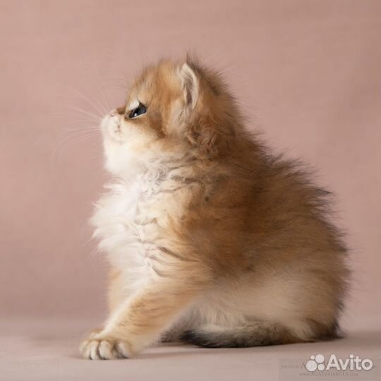 Золотые британские длинношёрстные шиншиллы