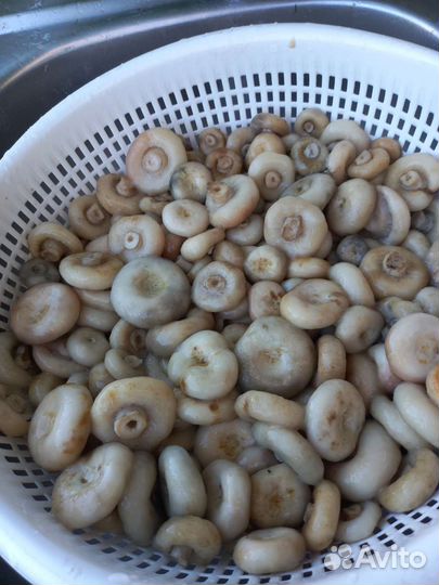 Грибы-грузди бочковые, соленые и маринованные