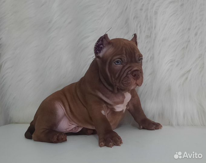 Американский булли экзот/покет