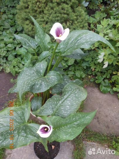 Многолетние цветы