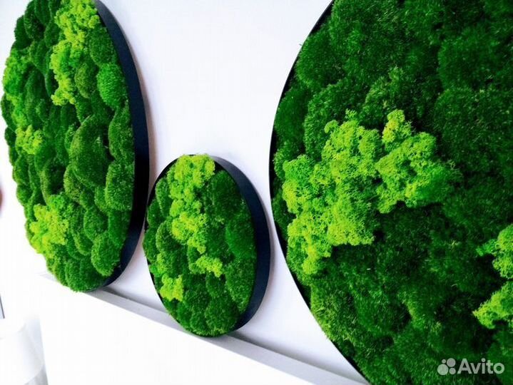 Панно из мха, картина из мха