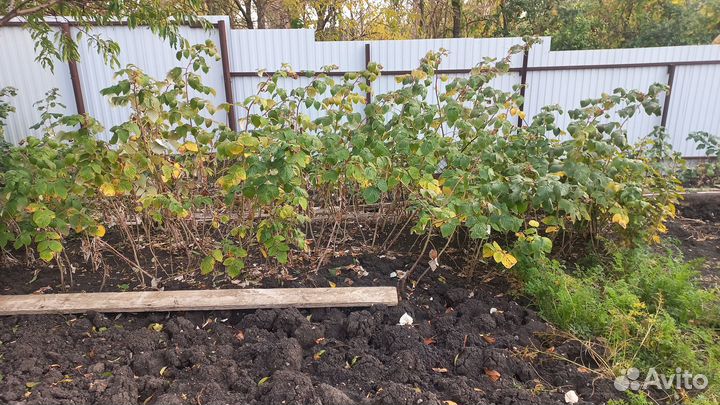 Ремонтантная малина