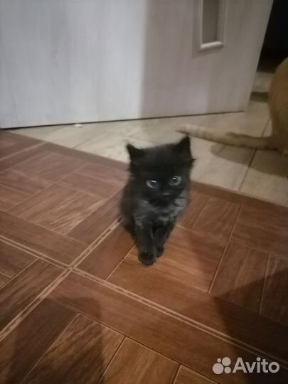 Кошка в дар бесплатно