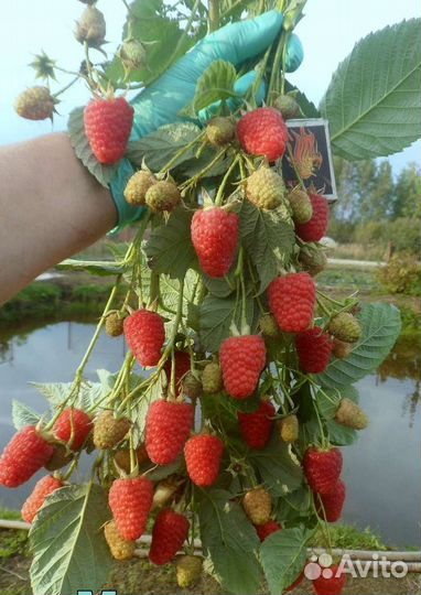 Саженцы малины И малинового дерева