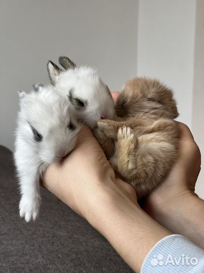 Декоративные крольчата