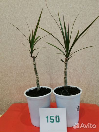 Комнатные растения