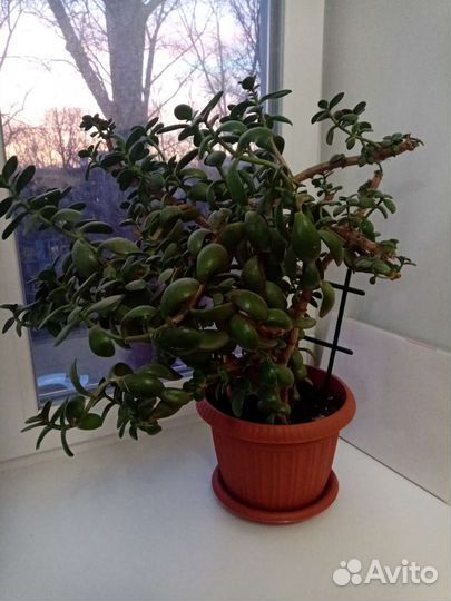 Денежное дерево