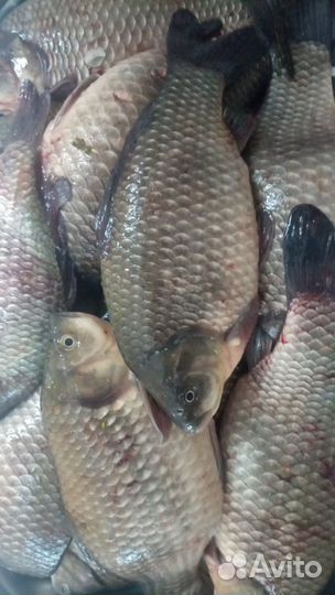 Свежая рыба карась