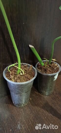 Филодендрон параисо верде