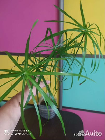 Циперус или болотная Пальма, 2года