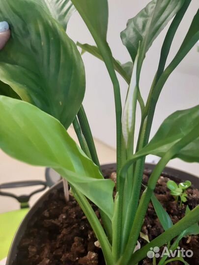 Спатифиллум