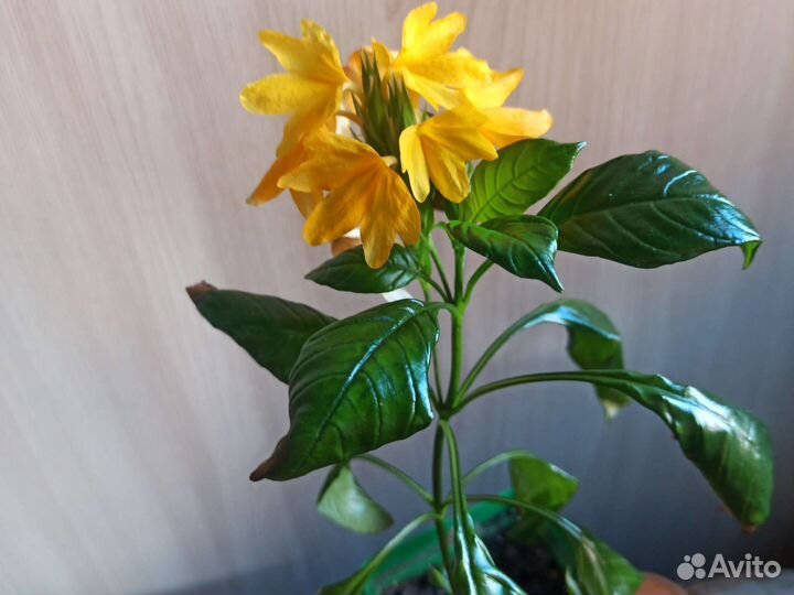 Кроссандра жёлтая