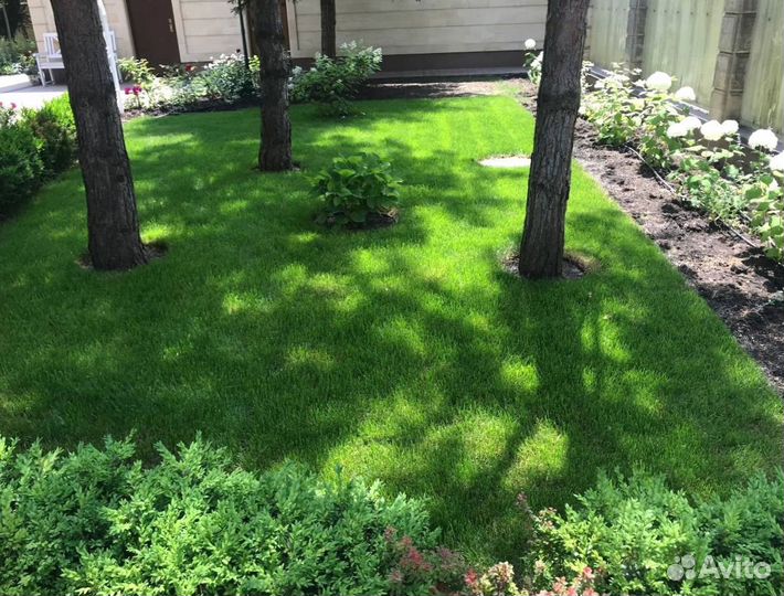 Рулонный газон