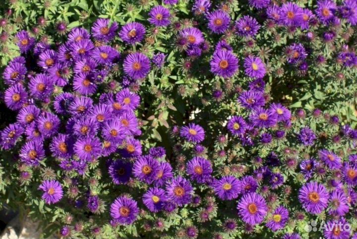 Многолетники Астра ново-английская